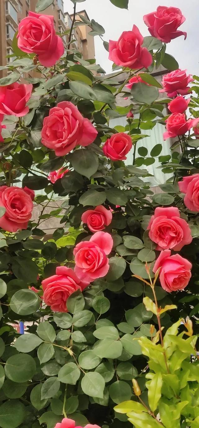 美丽的鲜花，姹紫嫣红，芬芳扑鼻，令人心情愉悦