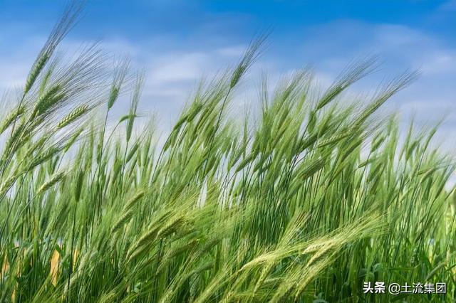 今年小麦保护价多少钱一斤（今年国家小麦保护价多少钱一斤）