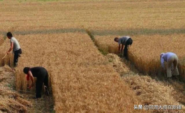 今日四月十五，收成好吗？老话“收不收，就看四月十五”有啥说法