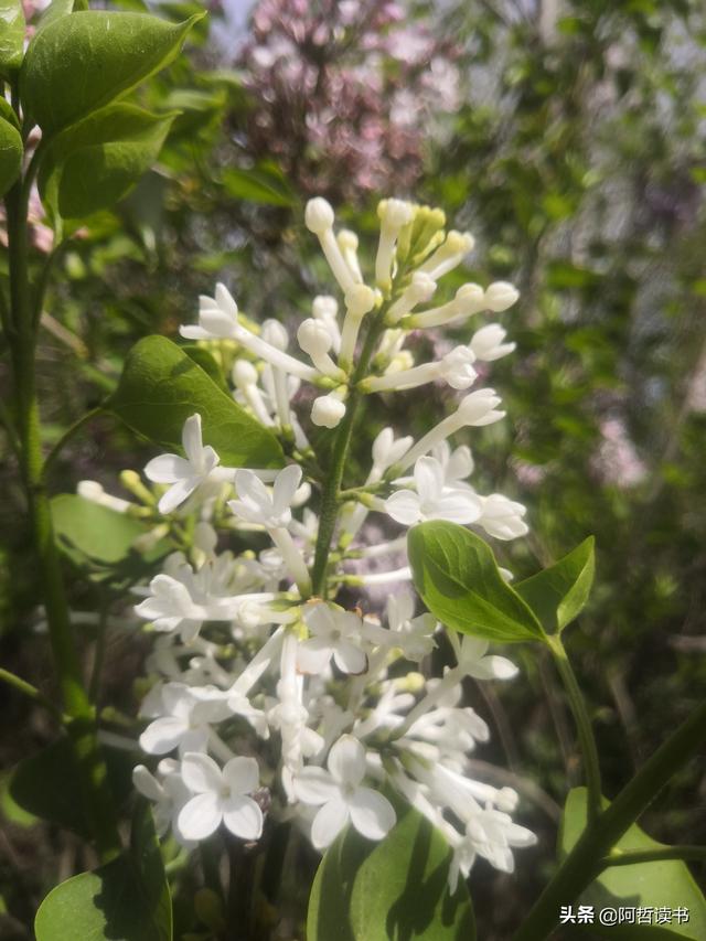 千千结里，暮春意徜徉，紫气更芬芳，丁香粉黛满城香