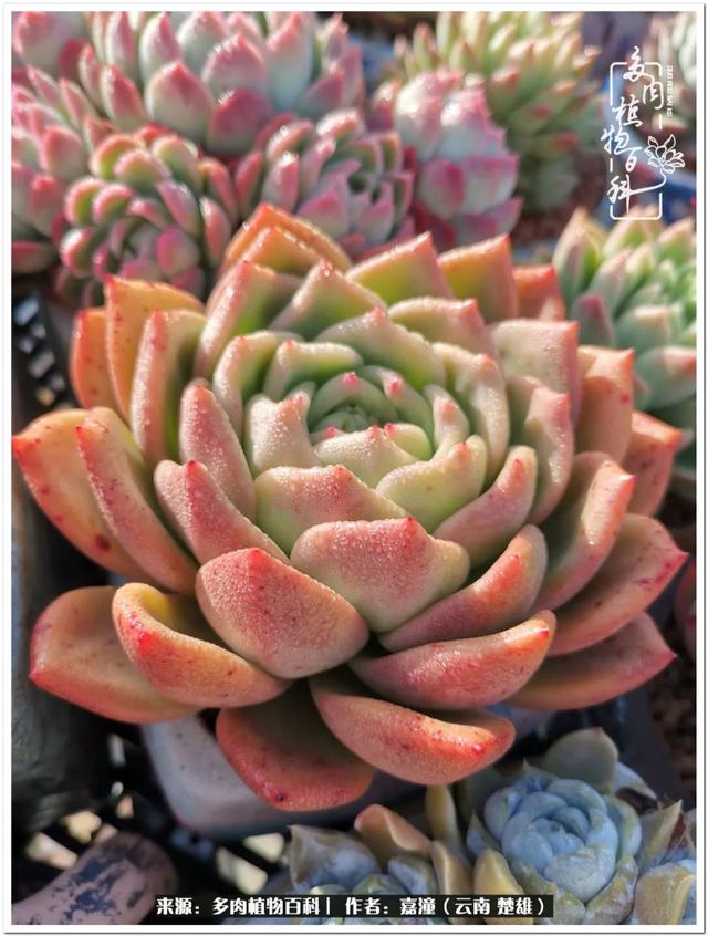 玉蝶铜芯电线价格表4平方,玉蝶铜芯线今日价格