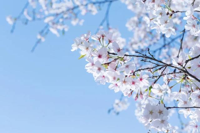 春分节气的古诗，春分最美的诗？