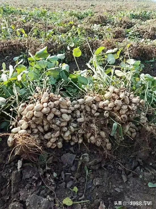 花生拌种好处多，如何选择更好拌种剂？拌圣杀虫防病、增产三合一4