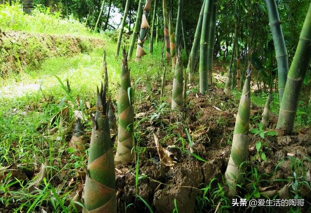 春分到，吃2春菜，食2春果，喝2春茶，做2春事，健康快乐过春天