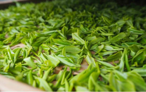 绿茶放了10年还能喝吗？绿茶的最佳饮用期，到底是多长时间？