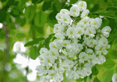 行香子：槐花