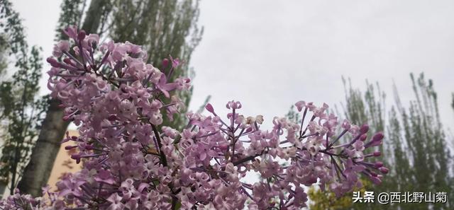 遥寄天公重作美，狂撒绚烂到塞北