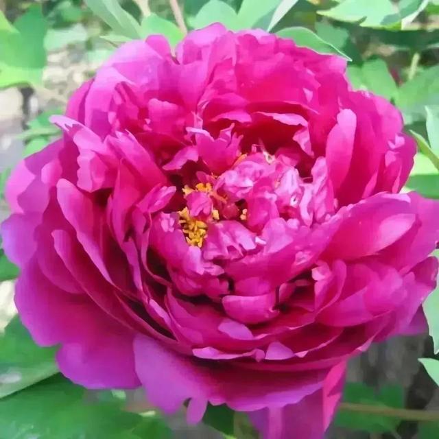 牡丹、芍药大比拼，到底谁最美