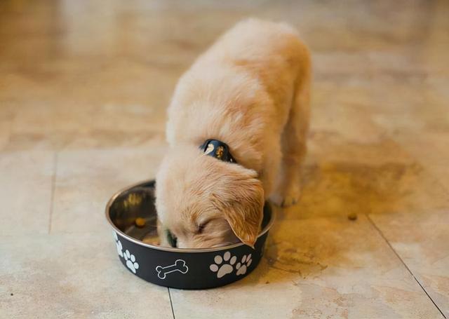 Can dogs eat salt? Then you are very wrong, and it is also important to