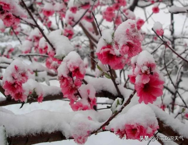 天气预报：24-26号大暴雨雪范围确认，倒春寒已成定局？农谚咋说