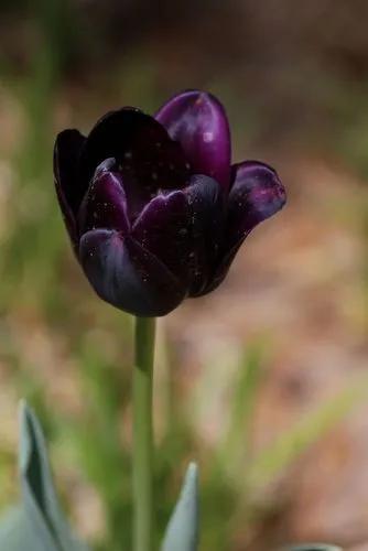 黑色郁金香的花语(黑色郁金香花语象征与寓意)