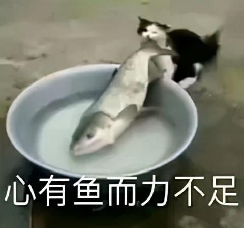 鸡皮肤中的白色颗粒