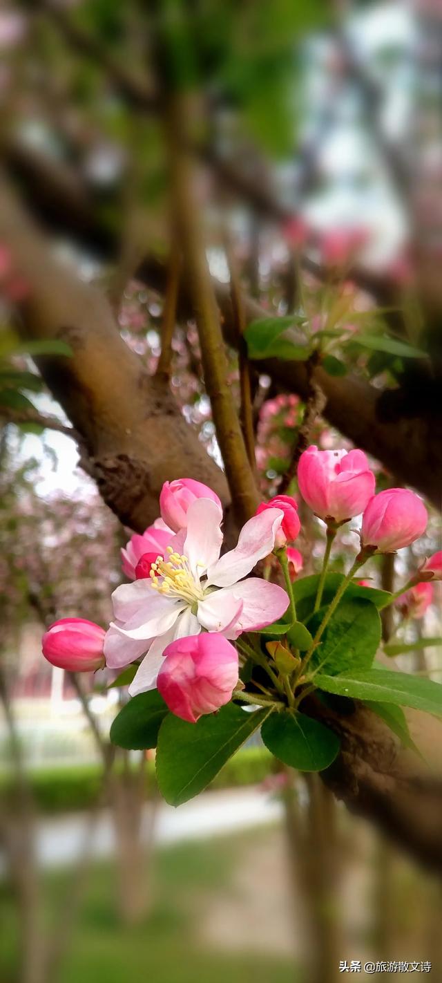 花开杨柳青