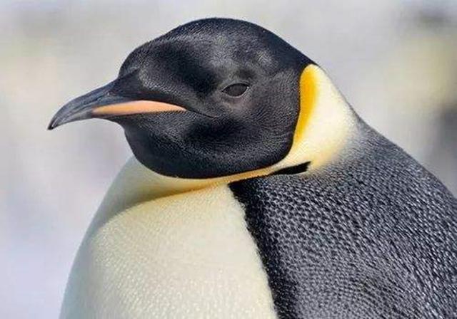 Why are there no penguins in the Arctic? What happened to