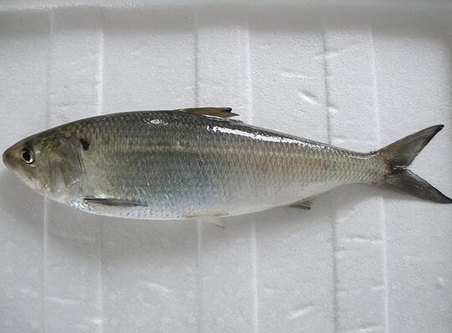 鲥鱼资源濒临枯竭的现状仍无明显改变六,野生松江鲈鱼松江鲈鱼是中国