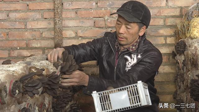 杨正礼：大棚种植蘑菇撑起“致富伞”