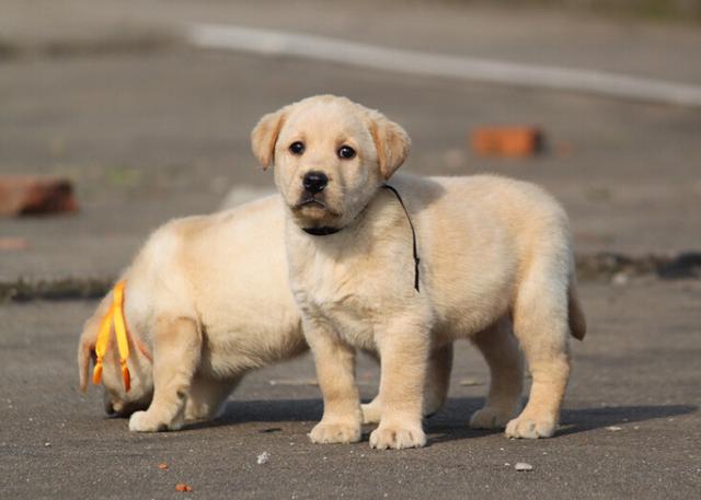 拉布拉多犬价格