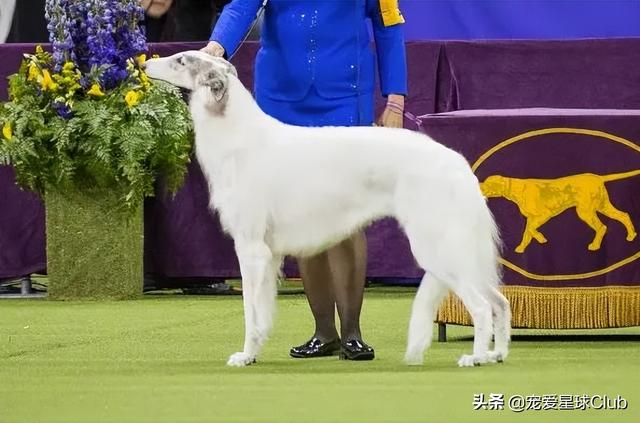 俄罗斯狼犬 俄罗斯狼犬（俄罗斯狼犬守护神） 动物