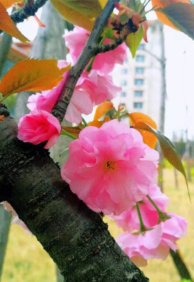 乡情散文：春之狂欢