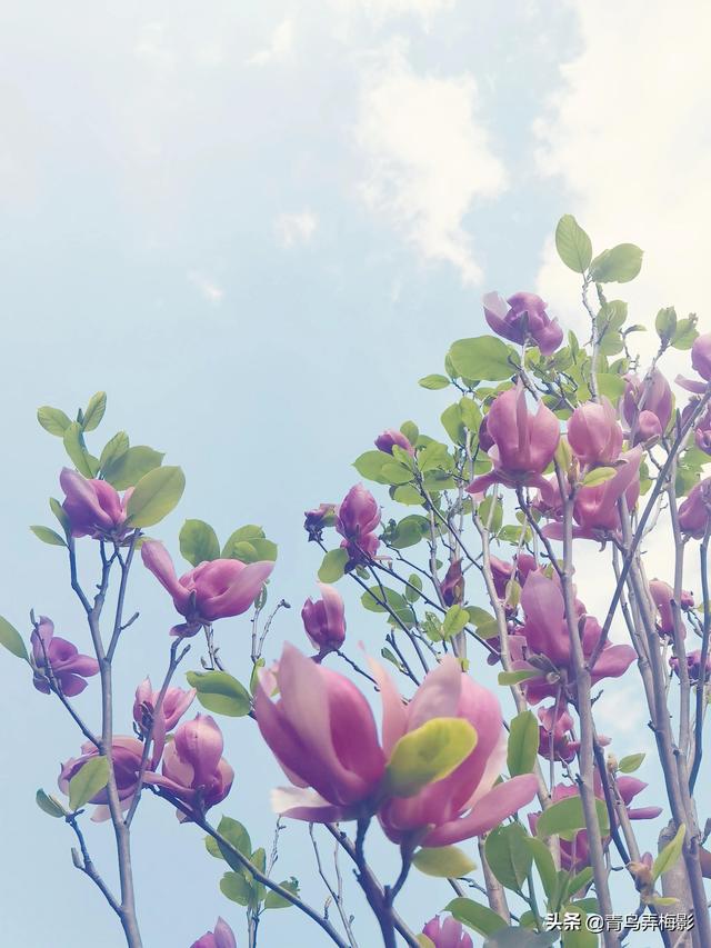 三月繁花雨，平凡日子也是美