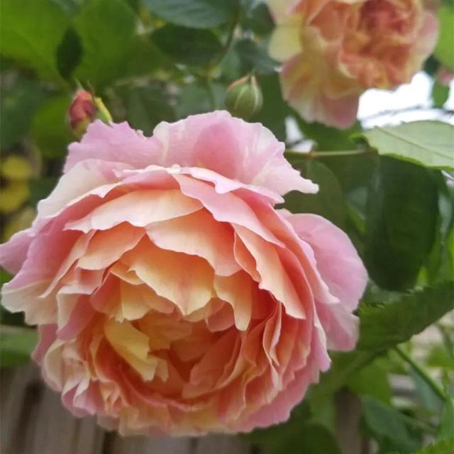 美丽的鲜花，姹紫嫣红，芬芳扑鼻，令人心情愉悦