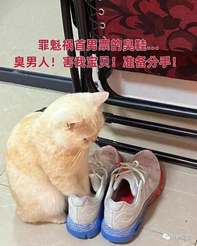 猫老师