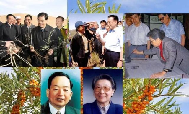 沙棘油真的老少皆宜吗？