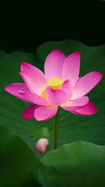 分享图片，百花盛开，五彩缤纷，太美了！令人心情无比愉悦