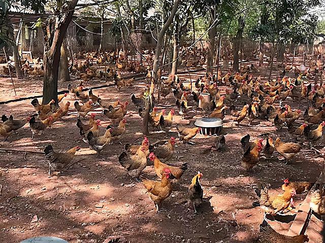 亚洲第一养殖户，年入500亿培养48个亿万富翁，保洁阿姨身价千万