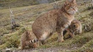 新疆的猫