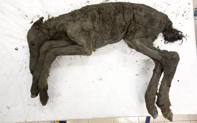我们真的要警惕了：西伯利亚冻土层融化，发现5种史前生物遗骸