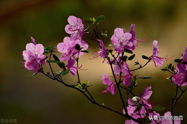 踯躅花