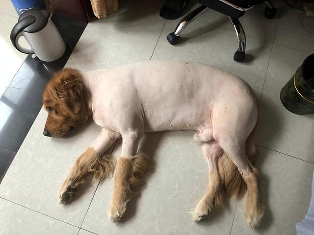 狗狗剃脚毛的危害(狗狗长期剃毛有坏处吗)-艾拉狗狗乐园
