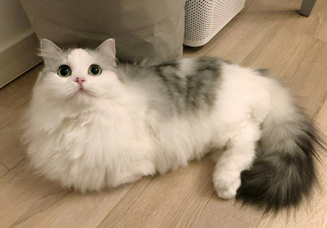 八面玲珑，长辈眼中“乖孩子”，朋友眼中“疯孩子”的星座