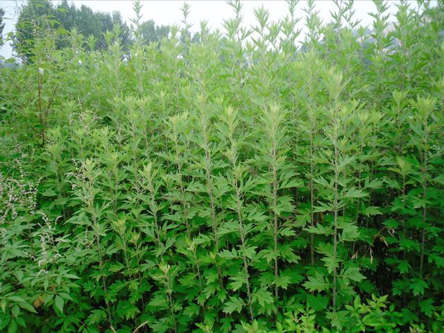 清明前后，碰到这菜别手软，一次囤30斤放冰箱，冬天吃还照样新鲜