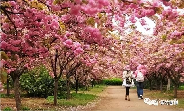一剪春光满庭芳