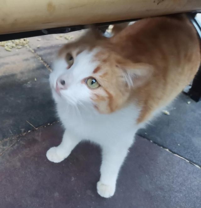 永远看不到春天的流浪小猫