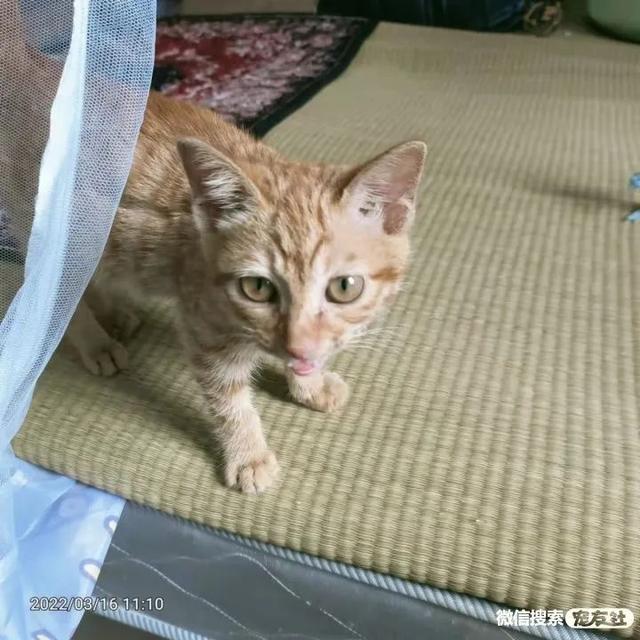 深圳宠物猫领养