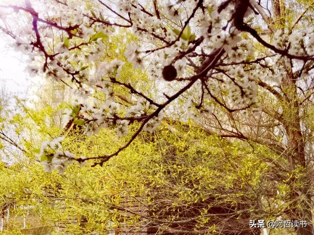 花香习习，垂柳依依，一花一世界，一树一菩提，淡妆浓抹总相宜