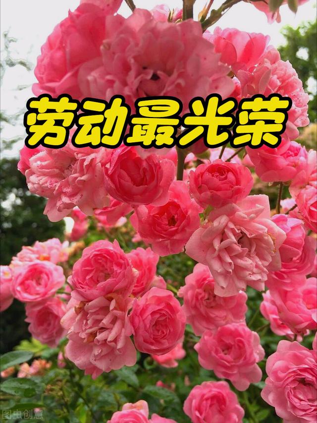一花一祝福，五一劳动节，鲜花送美好，劳动最光荣，幸福好生活