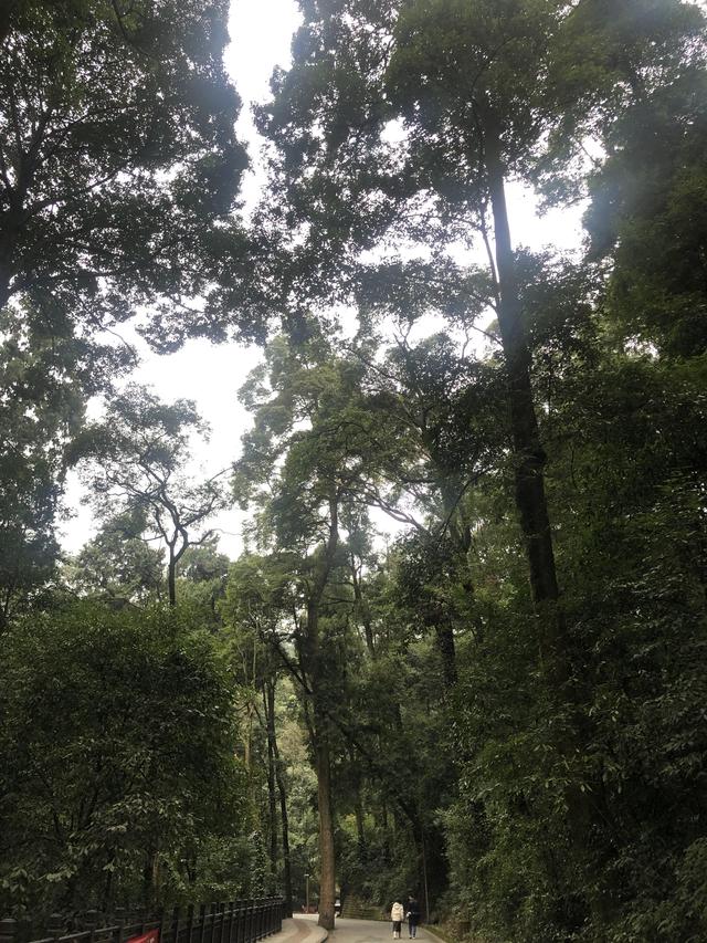 一不小心又成了夜遊~周末街子古鎮康道徒步到光嚴禅院~腳都走麻了