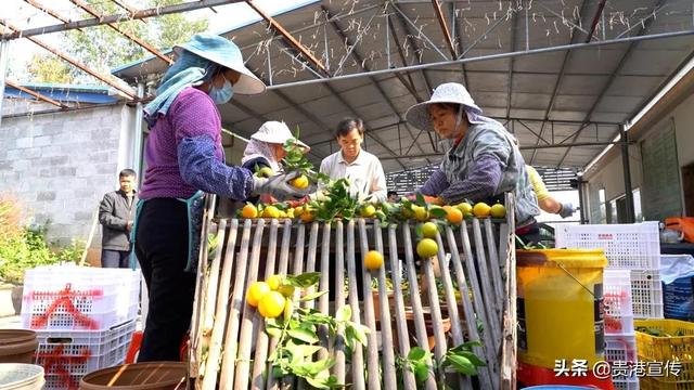 我为群众办实事｜贵港市供销社：“三位一体”助农卖果2