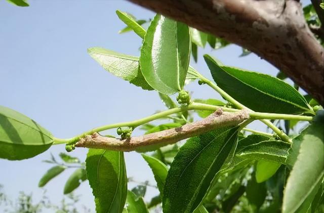 冬枣病虫害防治植保方案6