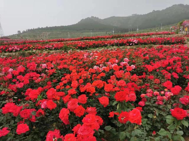 石河子振动轮式洗砂机哪家好