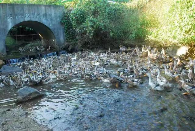 怀集：连麦“石坑鸭”带富一方村民
