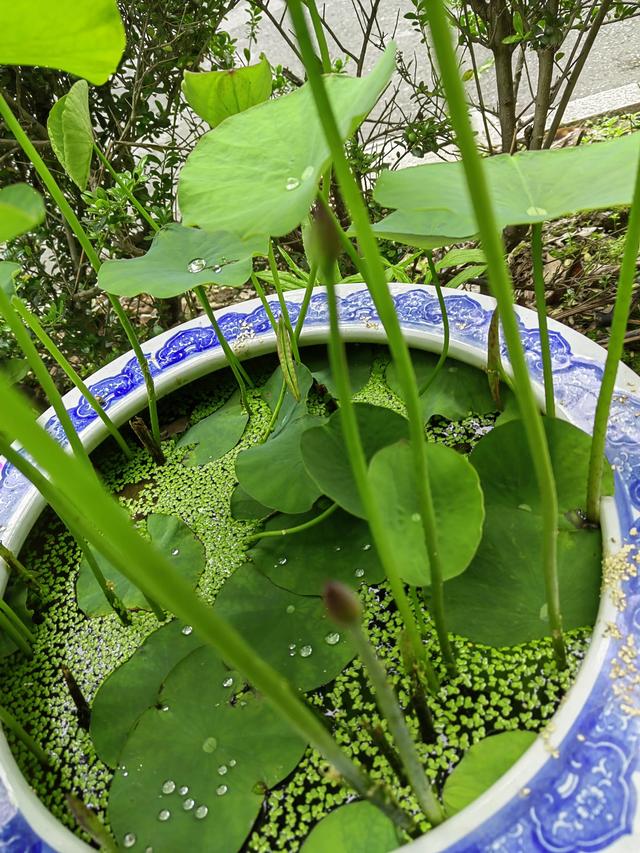 荷花一般什么时候开