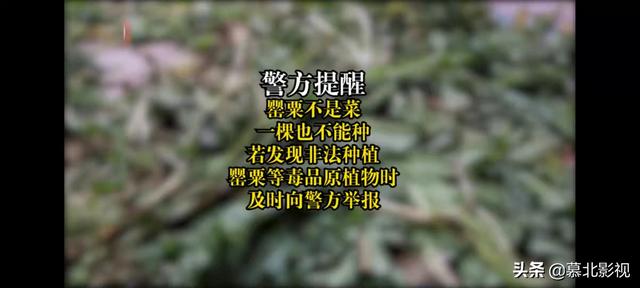 男子为尝鲜荒院内种250株罂粟苗