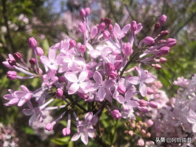 千千结里，暮春意徜徉，紫气更芬芳，丁香粉黛满城香