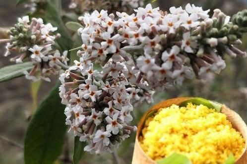 密蒙花 密蒙花（密蒙花粉怎么吃） 生活