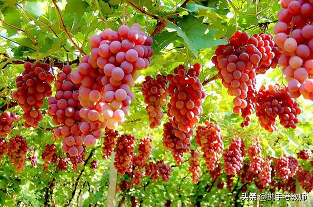 果实累累的拼音(果实累累的累累读什么)-微赚云博客